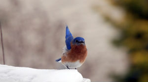 Bluebird perched on snow with one wing raised