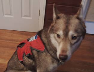 Image of Siberian husky with harness having Brights patch on top